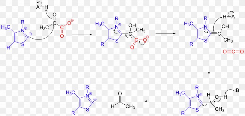 Decarboxylation Pyruvate Decarboxylase Pyruvic Acid Pyruvate Carboxylase Pyruvate Dehydrogenase, PNG, 1948x924px, Decarboxylation, Area, Blue, Carboxylase, Carboxylation Download Free