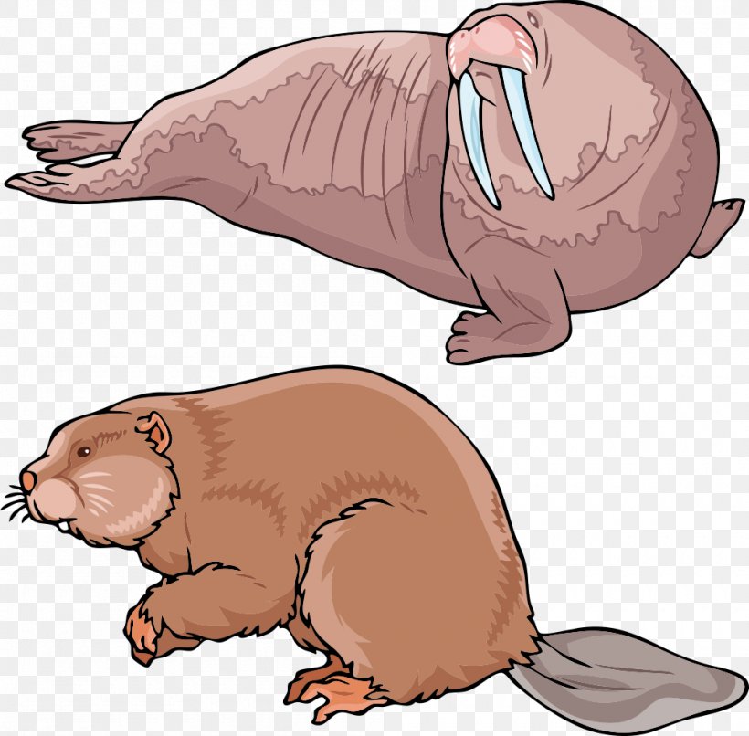 Earless Seal Walrus Sea Lion Beaver, PNG, 1000x983px, Earless Seal, Animal, Beaver, Carnivoran, Cartoon Download Free