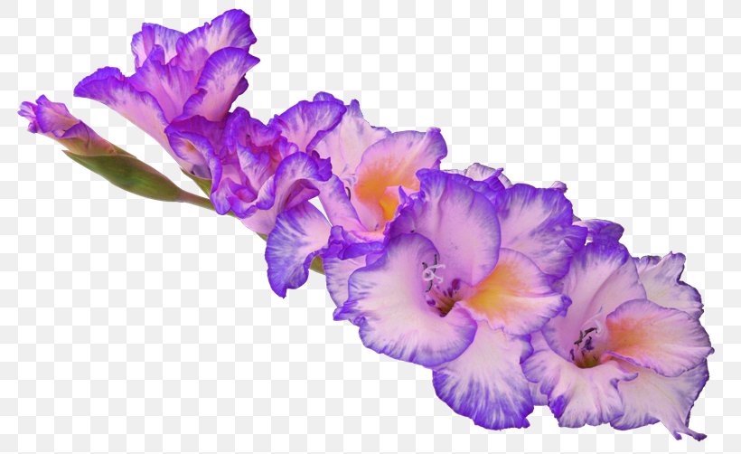 Gladiolus Flower Desktop Wallpaper Clip Art, PNG, 800x502px, Gladiolus, Bulb, Cattleya, Floral Design, Flower Download Free