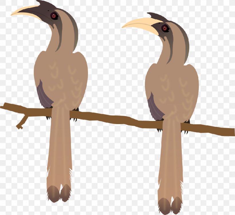Beak Bird Indian Grey Hornbill Malabar Grey Hornbill African Grey Hornbill, PNG, 1116x1024px, Beak, African Grey Hornbill, Bird, Black Francolin, Diagram Download Free