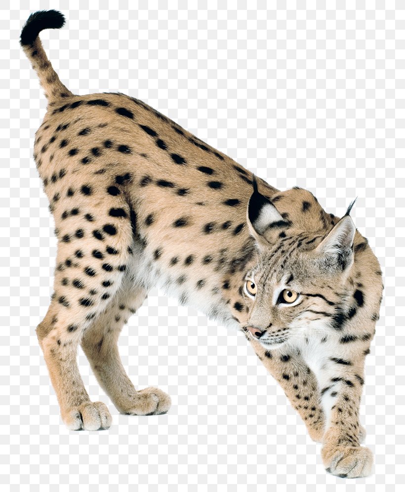 Eurasian Lynx Bobcat Canada Lynx Felidae, PNG, 793x996px, Eurasian Lynx, Bengal, Bobcat, California Spangled, Canada Lynx Download Free