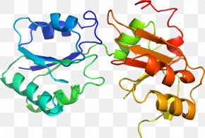 Line - Organism Line Clip Art PNG