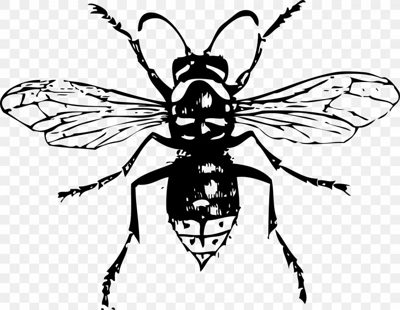 Bald-faced Hornet Insect Bee Clip Art, PNG, 1920x1489px, Hornet, Arthropod, Artwork, Baldfaced Hornet, Bee Download Free