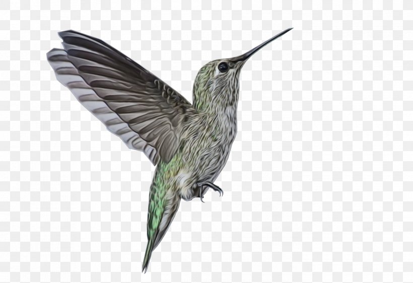 Bird Cartoon, PNG, 1400x960px, Hummingbird, Beak, Bird, Feather, Plant Download Free