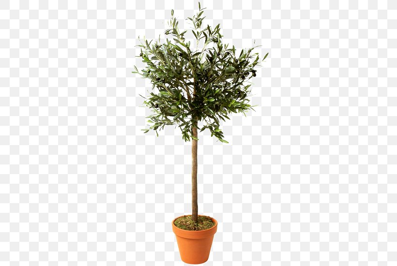 Flowerpot Paper Schefflera Arboricola Branch Tree, PNG, 301x550px, Flowerpot, Branch, Citrus, Container Garden, Evergreen Download Free