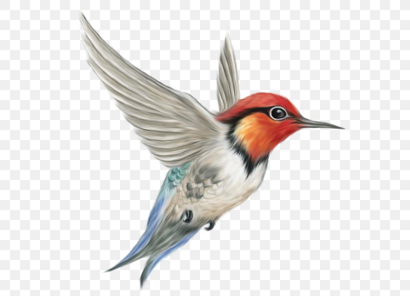 Hummingbird Clip Art, PNG, 600x592px, Bird, Autocad Dxf, Beak, Fauna, Feather Download Free