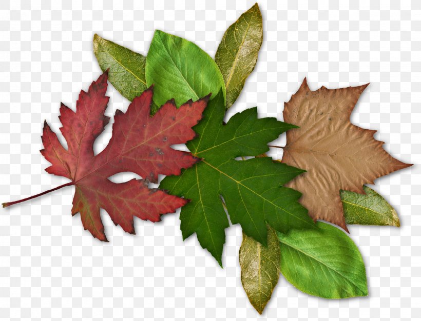Maple Leaf, PNG, 2249x1718px, Leaf, Maple Leaf, Plant Download Free