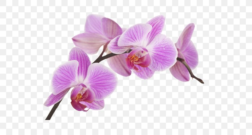 Orchids Fototapeta Flower Boat Orchid Plant, PNG, 700x440px, Orchids, Adhesive, Boat Orchid, Cattleya, Dendrobium Download Free