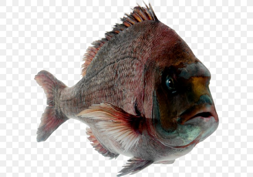 Ornamental Fish Smoked Fish Clip Art, PNG, 600x574px, Fish, Animal Source Foods, Black, Fauna, Gray Wolf Download Free