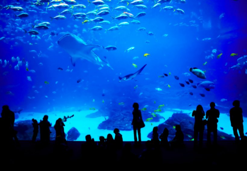 Universal Studios Singapore Marine Life Park Underwater World, Singapore S.E.A. Aquarium Public Aquarium, PNG, 1067x740px, Universal Studios Singapore, Aquarium, Blue, Coral Reef Fish, Fun Download Free