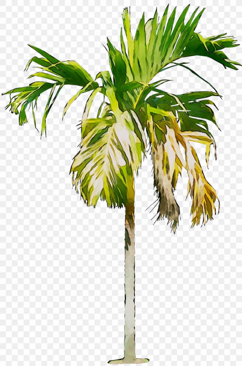Asian Palmyra Palm Babassu Coconut Date Palm Palm Trees, PNG, 845x1275px, Asian Palmyra Palm, Arecales, Attalea, Babassu, Borassus Download Free