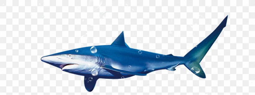 Blue Shark Tiger Shark, PNG, 1323x498px, Shark, Blue Shark, Carcharhinus Amblyrhynchos, Cartilaginous Fish, Electric Blue Download Free