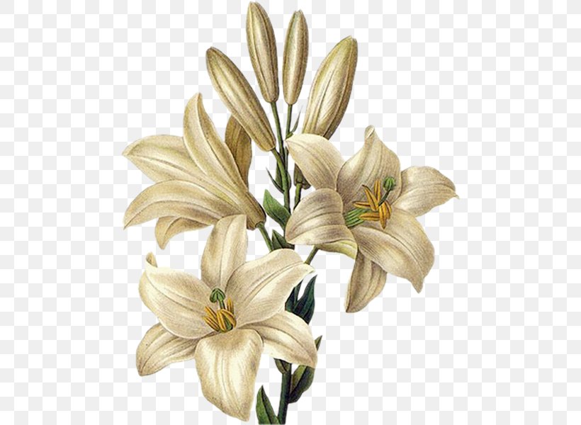 Botany Botanical Illustration Lilium 'Stargazer' Tiger Lily Drawing, PNG, 480x600px, Botany, Arumlily, Botanical Illustration, Cut Flowers, Drawing Download Free