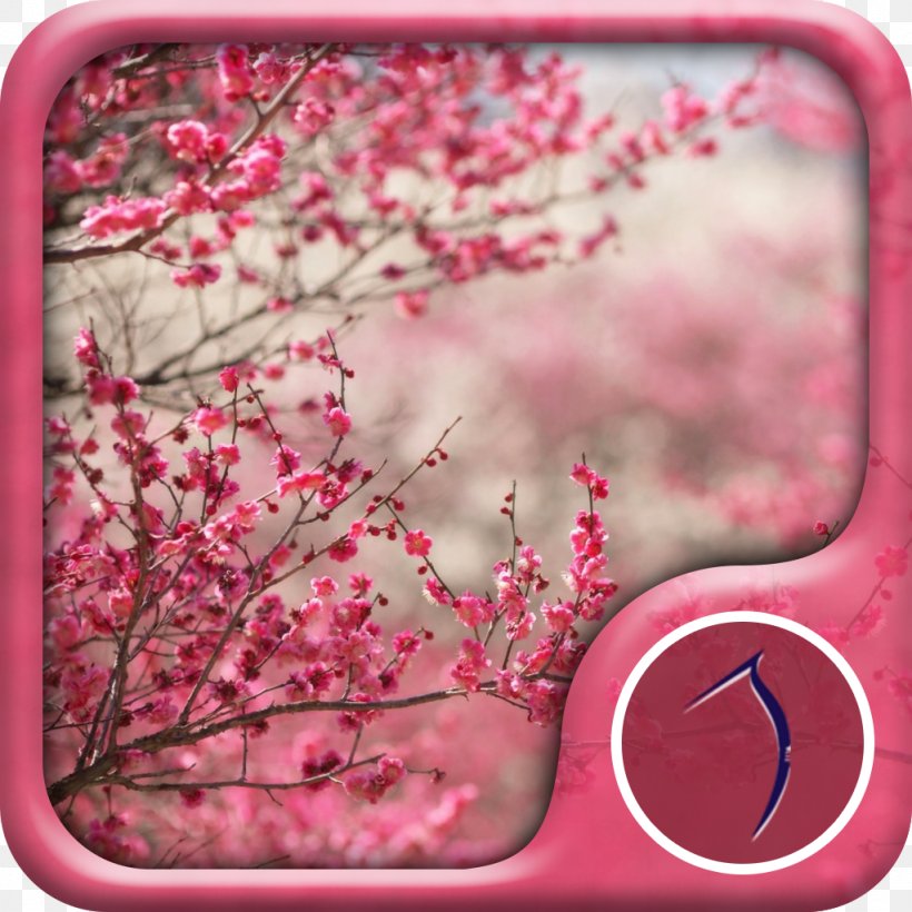 Cherry Blossom Desktop Wallpaper Wallpaper, PNG, 1024x1024px, 4k Resolution, Cherry Blossom, Blossom, Cherry, Display Resolution Download Free