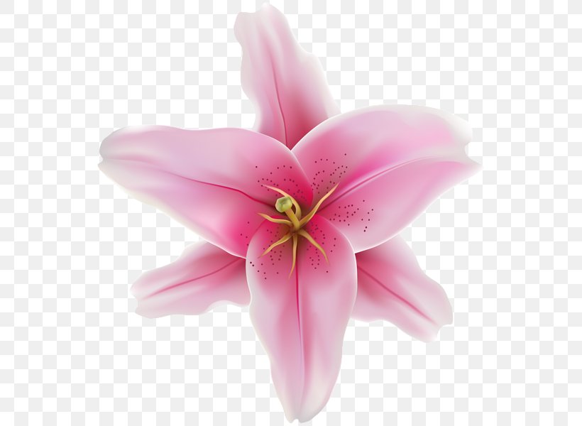 Cut Flowers Pink M Close-up Herbaceous Plant, PNG, 552x600px, Cut Flowers, Closeup, Flower, Flowering Plant, Herbaceous Plant Download Free