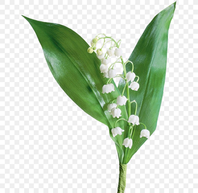 Lily Of The Valley Lilium Flower Arum-lily, PNG, 649x800px, Lily Of The Valley, Arumlily, Bulb, Cut Flowers, Flower Download Free
