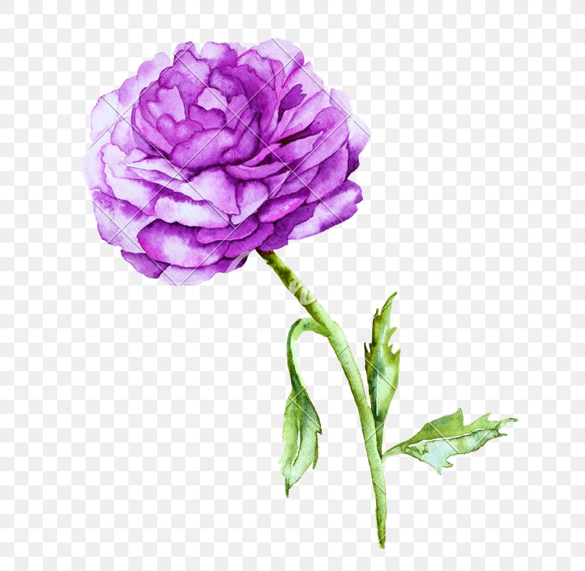 Violet Peony Watercolor Painting Photography, PNG, 676x800px, Violet, Carnation, Cut Flowers, Drawing, Flower Download Free
