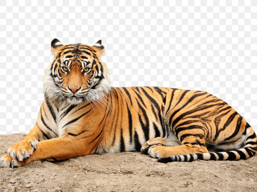 Allen Forest Zoo Giraffe Sumatran Tiger Lion, PNG, 2560x1920px, Zoo, Animal, Bengal Tiger, Big Cats, Carnivoran Download Free