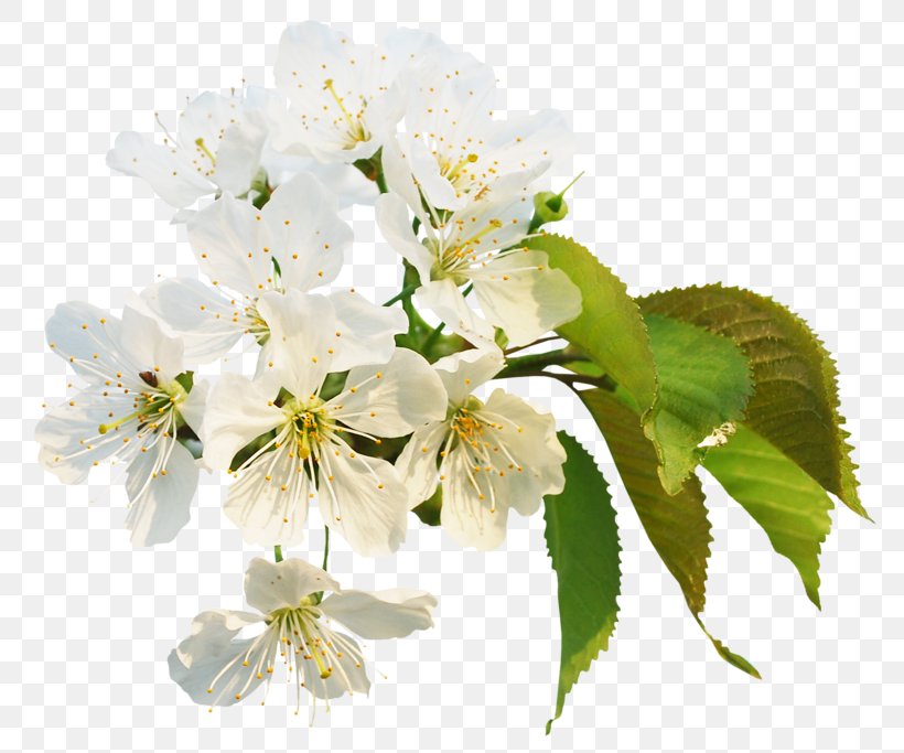 Cherry Blossom Flower Clip Art, PNG, 800x683px, Cherry Blossom, Blossom, Branch, Cerasus, Cherry Download Free