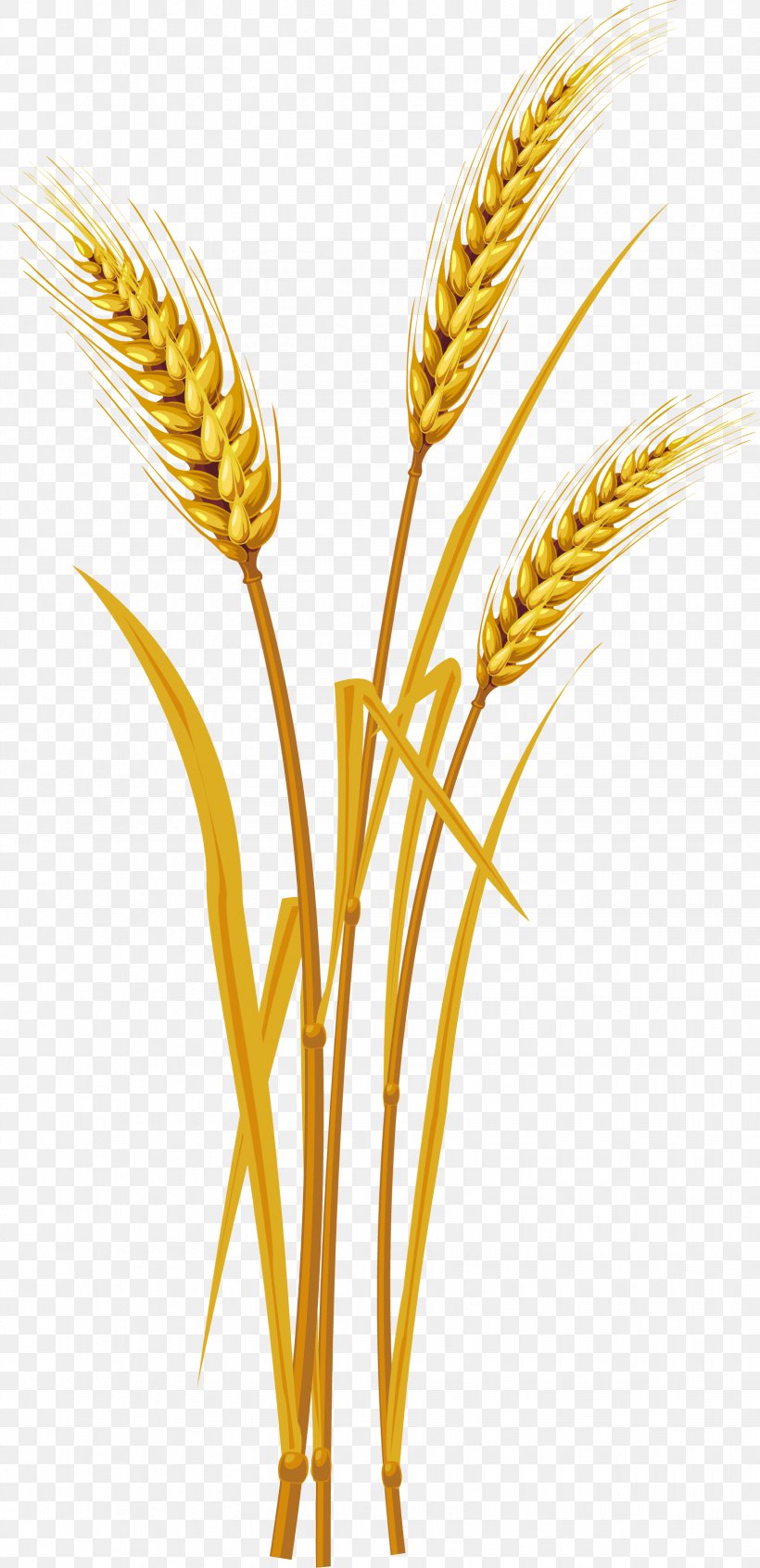 Ear Wheat Clip Art, PNG, 1645x3395px, Ear, Cereal, Cereal Germ, Commodity, Digital Image Download Free
