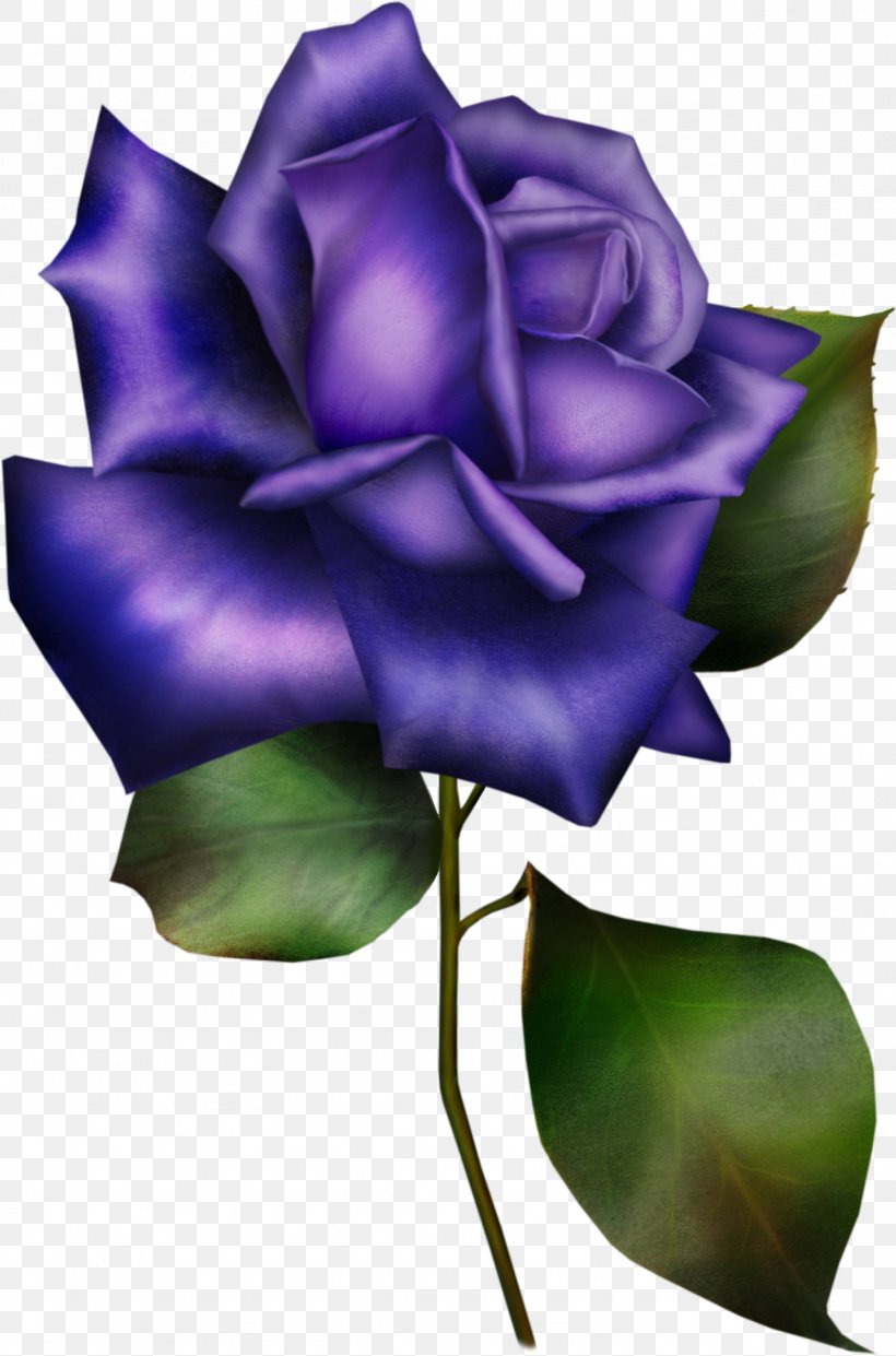 Flower Garden Roses Blue Rose Information, PNG, 1281x1940px, Flower, Blue Rose, Cut Flowers, Flowering Plant, Garden Roses Download Free