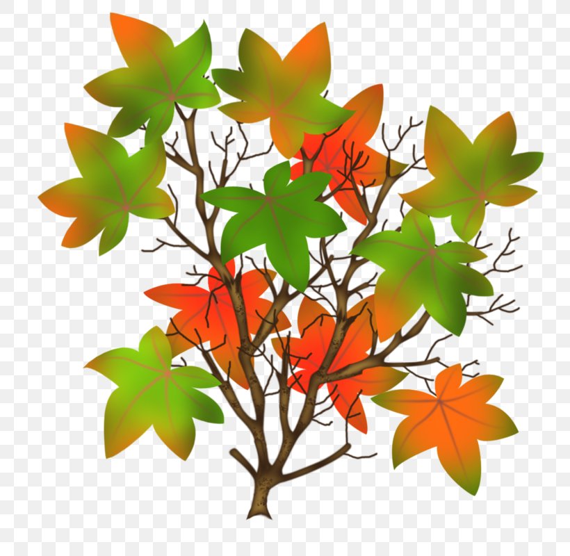 Maple Leaf Clip Art, PNG, 800x800px, Maple Leaf, Autumn, Branch, Flower, Flowering Plant Download Free