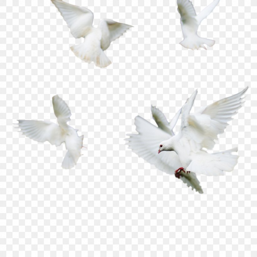 Rock Dove Columbidae Bird Image, PNG, 1024x1024px, Rock Dove, Beak, Bird, Columbidae, Doves As Symbols Download Free