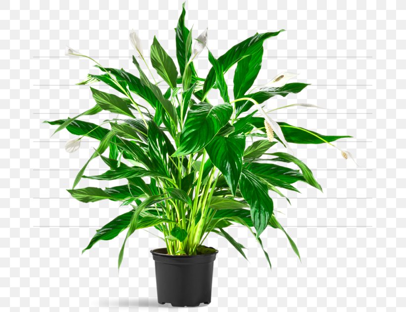 Salix Integra Houseplant Tree Plants Flowerpot, PNG, 685x630px, Salix Integra, Areca Palm, Cutting, Evergreen, Flower Download Free