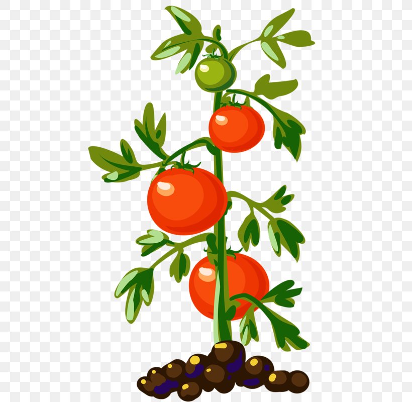 Tomato Plant Vegetable Vine Clip Art, PNG, 471x800px, Tomato, Artwork, Bell Pepper, Branch, Drawing Download Free