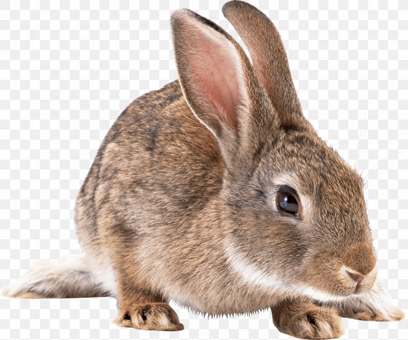 European Rabbit Clip Art, PNG, 1880x1564px, Easter Bunny, Animal, Animal Testing, Cottontail Rabbit, Domestic Rabbit Download Free