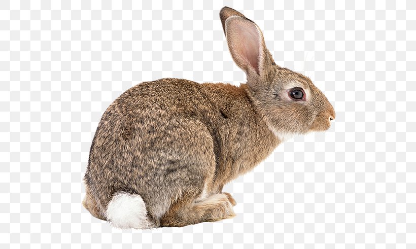Flemish Giant Rabbit Rex Rabbit Hare, PNG, 552x491px, Flemish Giant Rabbit, Cottontail Rabbit, Domestic Rabbit, European Rabbit, Fauna Download Free