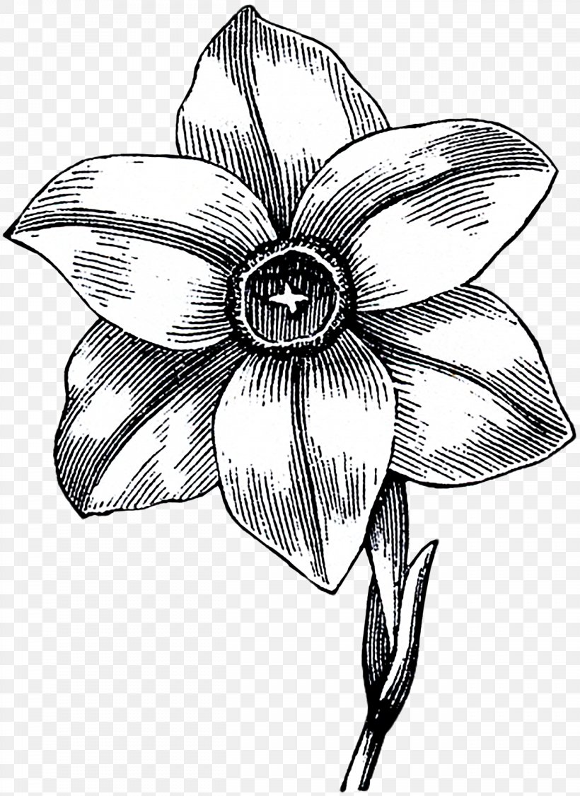 Flower Black And White Monochrome Photography Drawing Line Art, PNG, 1312x1800px, Flower, Artwork, Black And White, Cut Flowers, Drawing Download Free