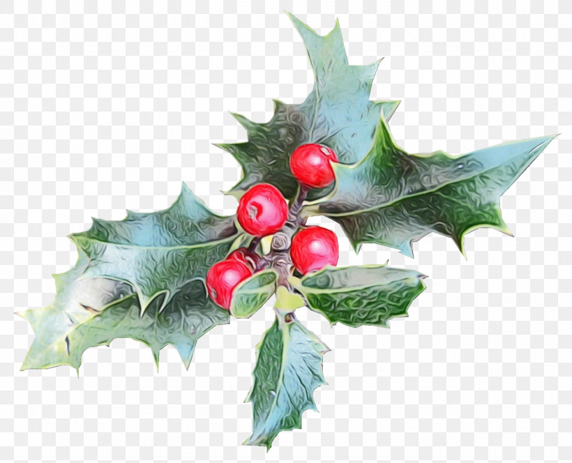 Holly, PNG, 1284x1041px, Watercolor, American Holly, Chinese Hawthorn, Flower, Hawthorn Download Free