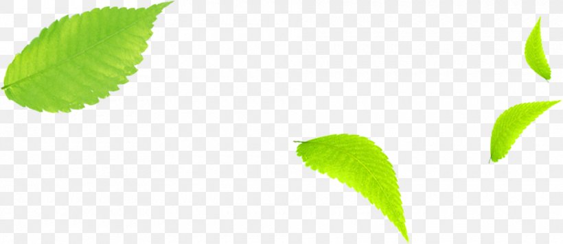 Leaf Brand Wallpaper, PNG, 960x417px, Leaf, Brand, Closeup, Computer, Grass Download Free