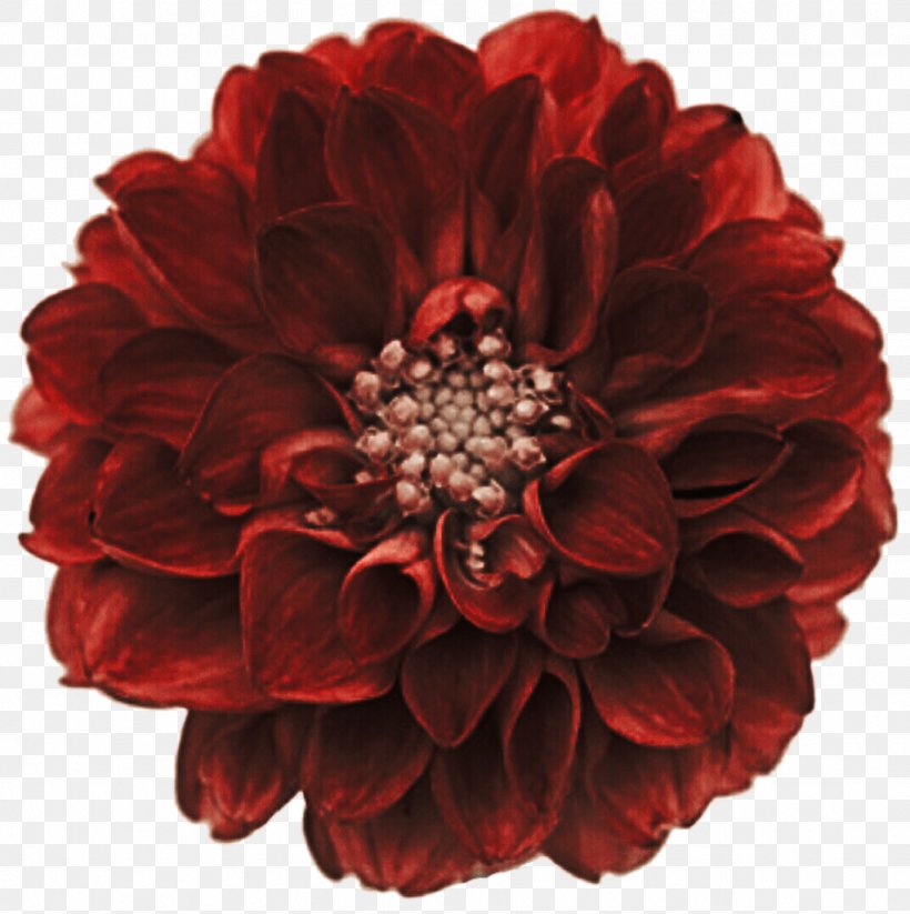 Red Dahlia Stock Photography Cut Flowers Clip Art, PNG, 1024x1028px, Red Dahlia, Cut Flowers, Dahlia, Deviantart, Flower Download Free