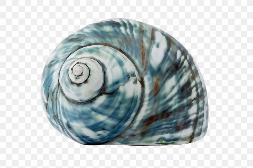 Shell Turquoise Aqua Sea Snail Snail, PNG, 2452x1632px, Watercolor, Aqua, Glass, Paint, Sea Snail Download Free