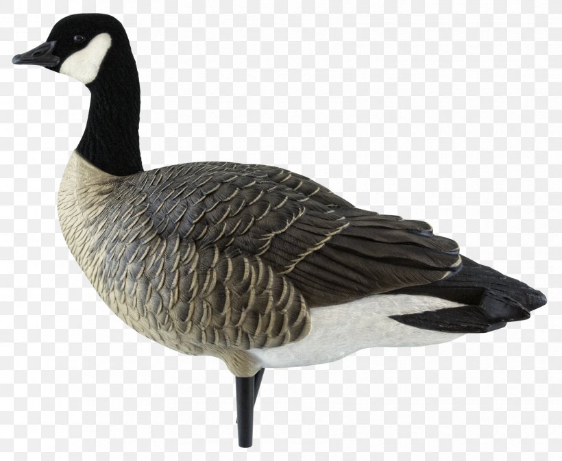 Canada Goose Duck Decoy, PNG, 1710x1404px, Goose, Anatidae, Anseriformes, Beak, Bird Download Free