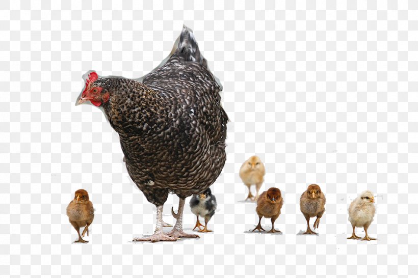 Chicken Meat Hen, PNG, 950x633px, Chicken, Beak, Bird, Chicken Meat, Fauna Download Free