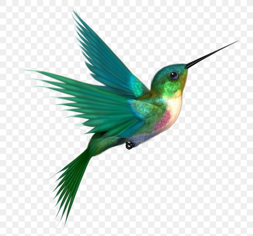 Hummingbird Clip Art Transparency, PNG, 736x767px, Hummingbird, Beak, Bird, Fauna, Feather Download Free