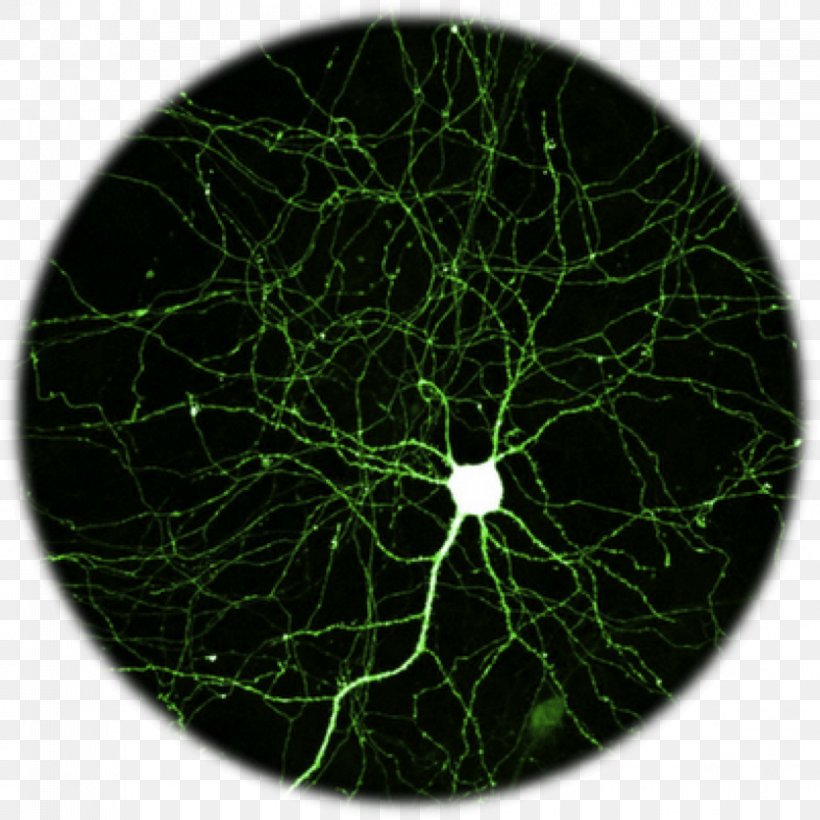 Neuron Green Fluorescent Protein Fluorescence Brain Hippocampus, PNG, 835x835px, Neuron, Action Potential, Brain, Cell, Dendrite Download Free