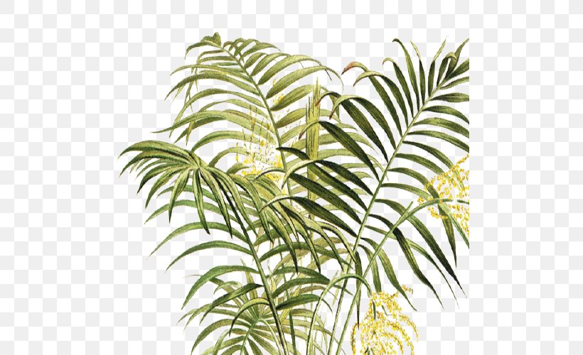 Arecaceae Vegetation Leaf Plant Stem Terrestrial Plant, PNG, 500x500px, Arecaceae, Arecales, Branch, Branching, Flowering Plant Download Free