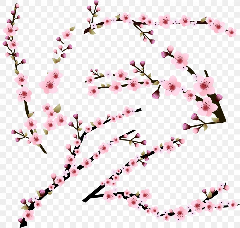 Cherry Blossom, PNG, 1606x1528px, Cherry Blossom, Area, Blossom, Branch, Cherry Download Free