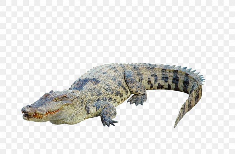 Crocodile Clip Photography, PNG, 1875x1230px, Crocodile, Alligator, American Alligator, Crocodile Clip, Crocodiles Download Free