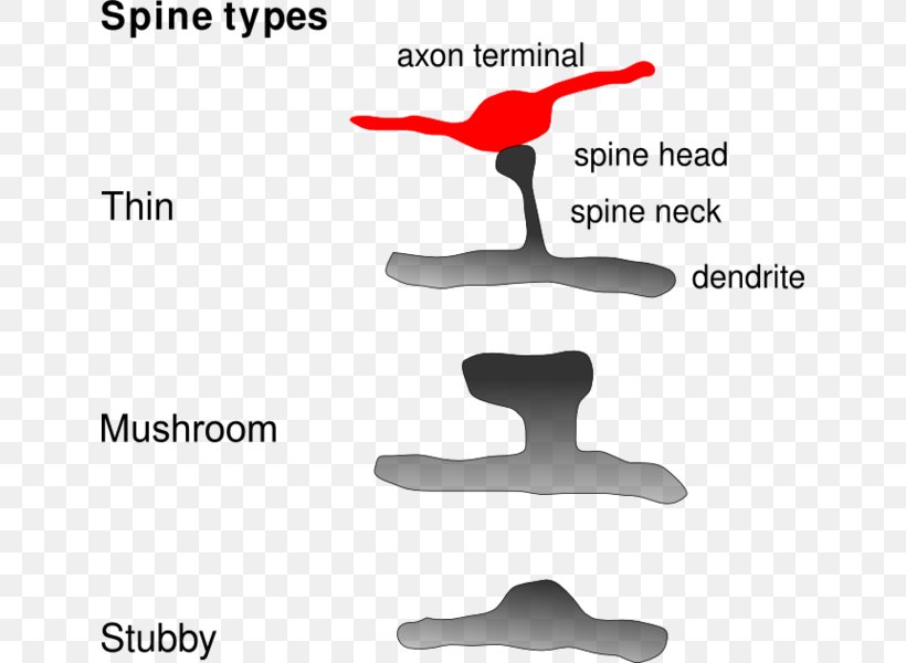 Dendritic Spine Dendrite Synapse Neuron Axon, PNG, 636x600px, Dendritic Spine, Axon, Axon Terminal, Balance, Brain Download Free