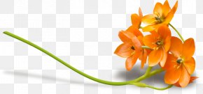 Flower - Flower Petal PNG