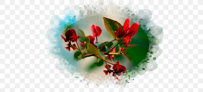 Macro Photography Garden Roses Desktop Wallpaper, PNG, 500x375px, Macro Photography, Blossom, Closeup, Color, Desktop Metaphor Download Free