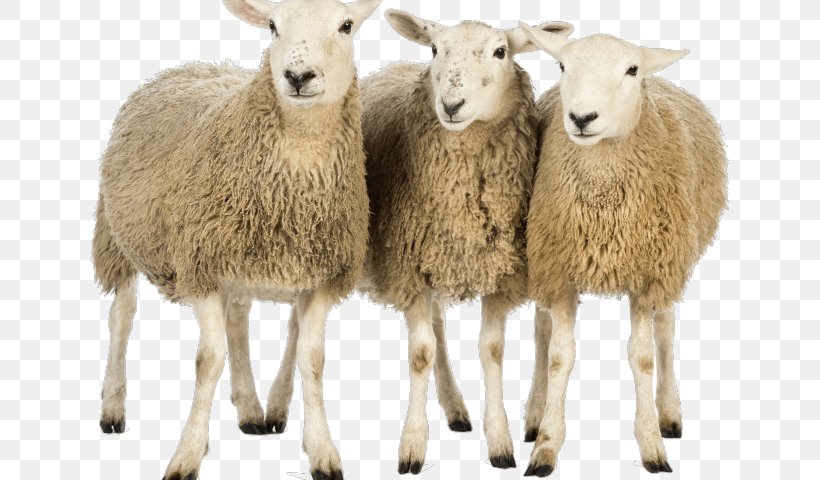 Sheep Transparency Clip Art Image, PNG, 640x480px, Sheep, Clipping Path, Cow Goat Family, Fur, Goat Antelope Download Free