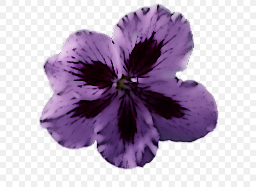Violet Petal Flower Purple Plant, PNG, 600x600px, Violet, Flower, Geranium, Petal, Petunia Download Free