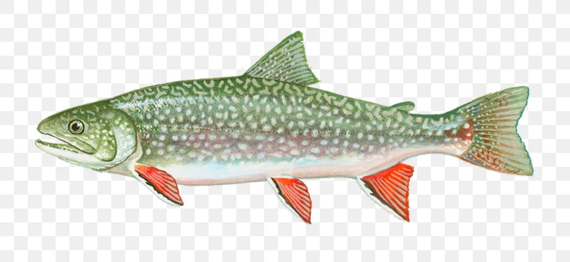 Cutthroat Trout Coho Salmon Splake Brook Trout, PNG, 800x377px, Trout, Animal Figure, Bony Fish, Brook Trout, Brown Trout Download Free