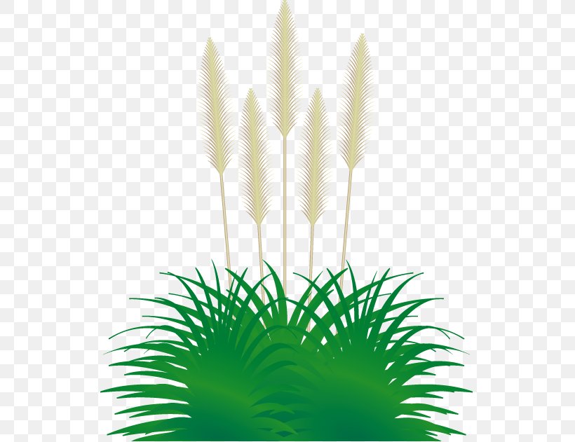 Pampas Grass Ornamental Grass Clip Art, PNG, 533x631px, Pampas, Cartoon, Grass, Grass Family, Grasses Download Free